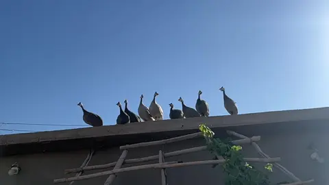 #فيديوهات #تصويري_احترافي_الاجواء👌🏻🕊😴 #