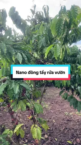 Nano đồng tẩy rửa vườn nấm khuẩn tảo đỏ