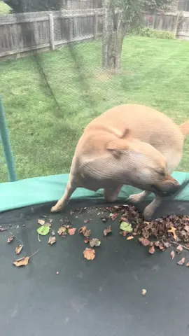 #fyp #funnyvideo #yellowlabrador #yellowlab