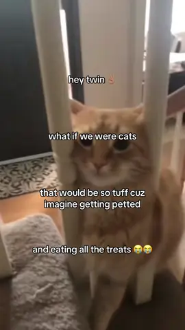 #fyp #kitty #jesusisking #giftok #xyzbca