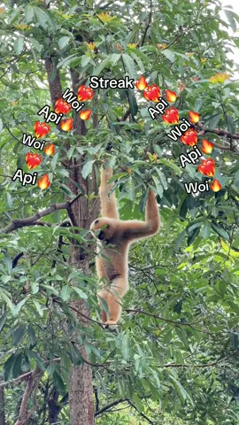 Api Streak🔥🔥🔥❤️‍🔥❤️‍🔥❤️‍🔥🔥🔥🔥 #chuoi #streak #chuppy #Api   