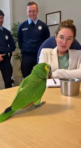 🦜 😂 Coco est trop honnête… ou juste trop fou ? #perroquet #humourfrançais #comédie #tiktokfrance🇨🇵 #humour 