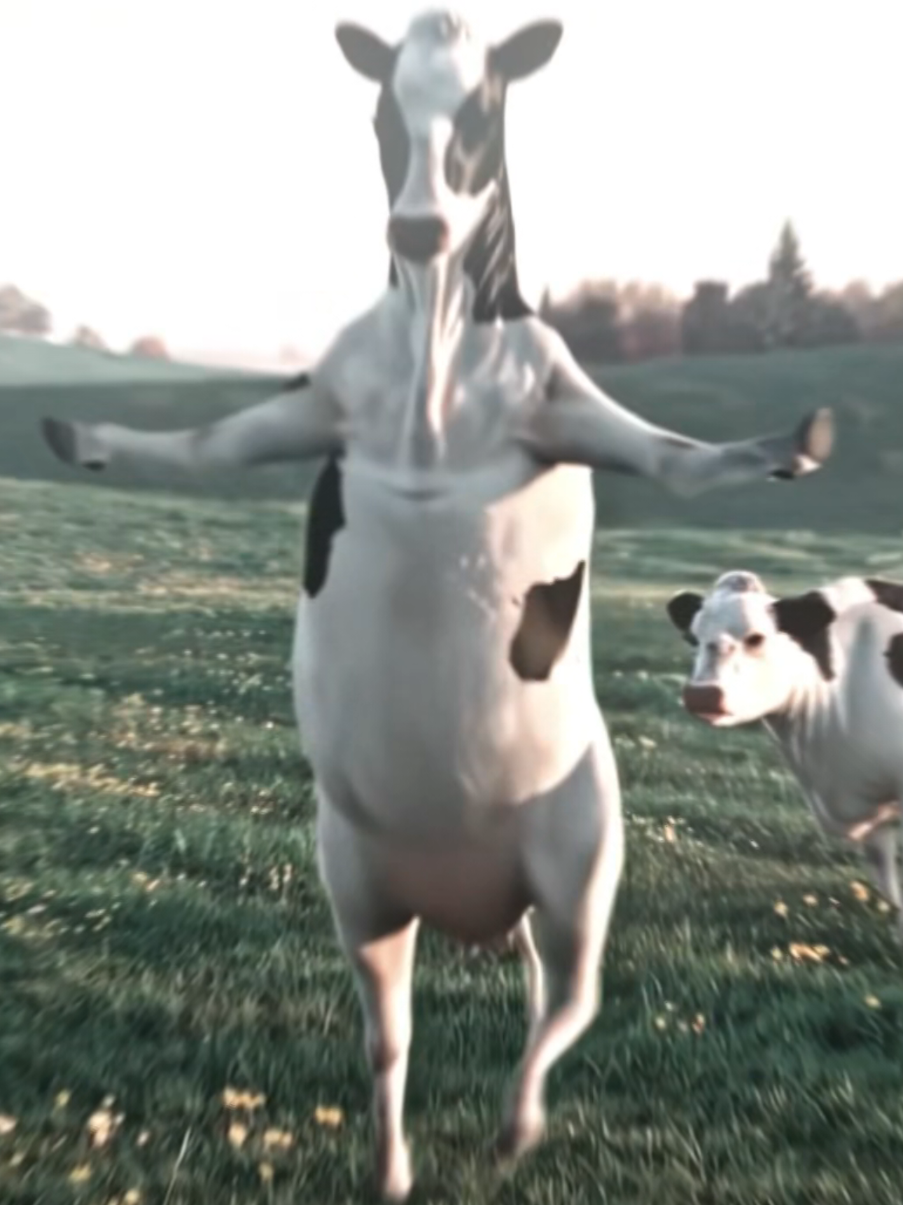 ❗️❗️WAKE UP ITS THE FIRST OF DA MONTH❗️❗️ #wakeupitsthefirstofthemonth #cows #happycows #edit #viral 