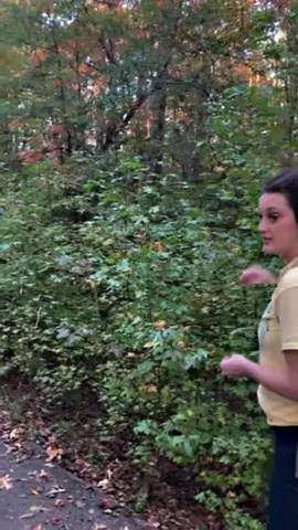 Forgot your toothbrush at the foraging conference? Never fear, sweetgum is here🦸 Just grab a twig about the width of your finger, chew the end until it gets bristly, and you've got yourself a toothbrush. The bark's naturally antimicrobial and astringent, so it actually supports gum health! Sweetgum (Liquidambar styraciflua) – yes, the spiky ball tree – just snag a fresh twig, a little chewing, and you're set. Next time you're camping without your toiletries, you'll know Sweetgum's got you. Want to learn what else is growing around you that you can use? The herb of the month subscription teaches you a powerhouse plant per month – medicine making, foraging, and the practical skills your ancestors knew with a modern sprinkle. Link in bio.