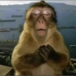 porque aonde quer que eu vá, você está em tudo... #voltavida #luansantana #ex #macaquinho 