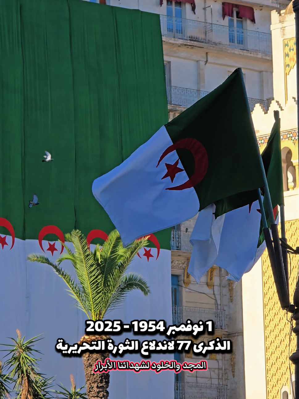 🇩🇿❤️🤍💚🇩🇿 #corners_of_algeria #alger #algeria #tiktokarab #مشاهدات_تيك_توك 