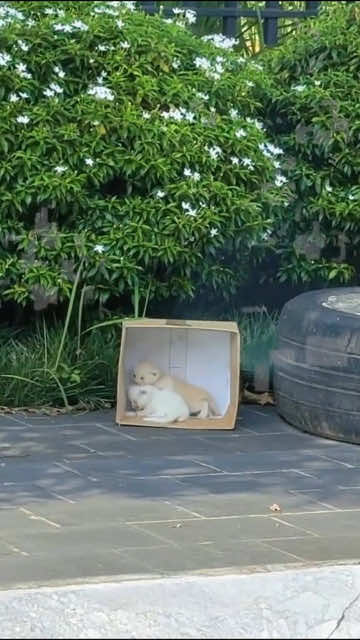 I found two kittens about 10 days old abandoned on the street I decided to adopt them and then.... #rescue #animals #cats #rescuekitten #fyp 