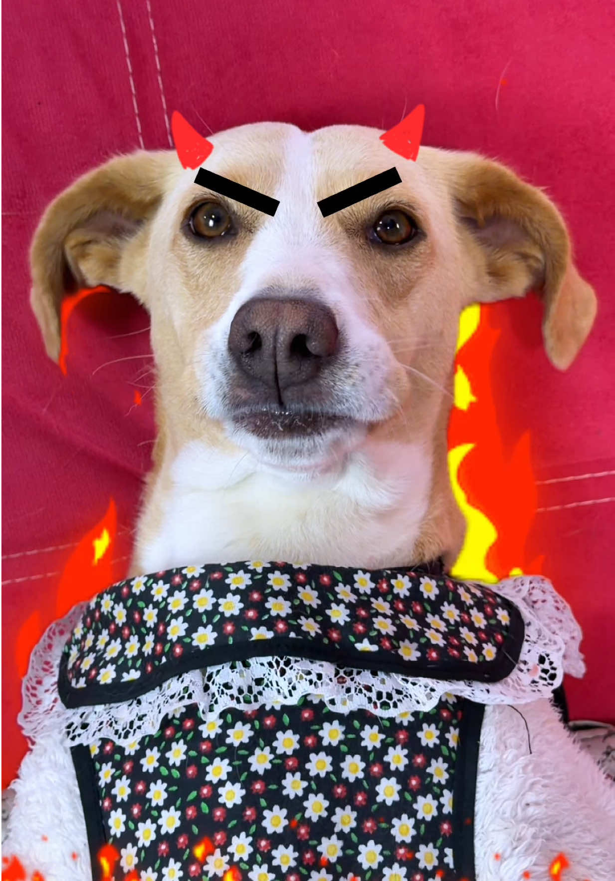 Puros corajes nada más!!! 👹