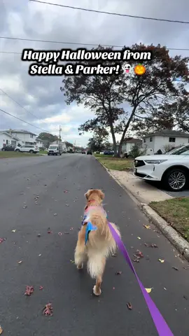 👻 Group 7 Pups Spreading Halloween Cheer! #DogHalloween #fyp #group7#dogtok