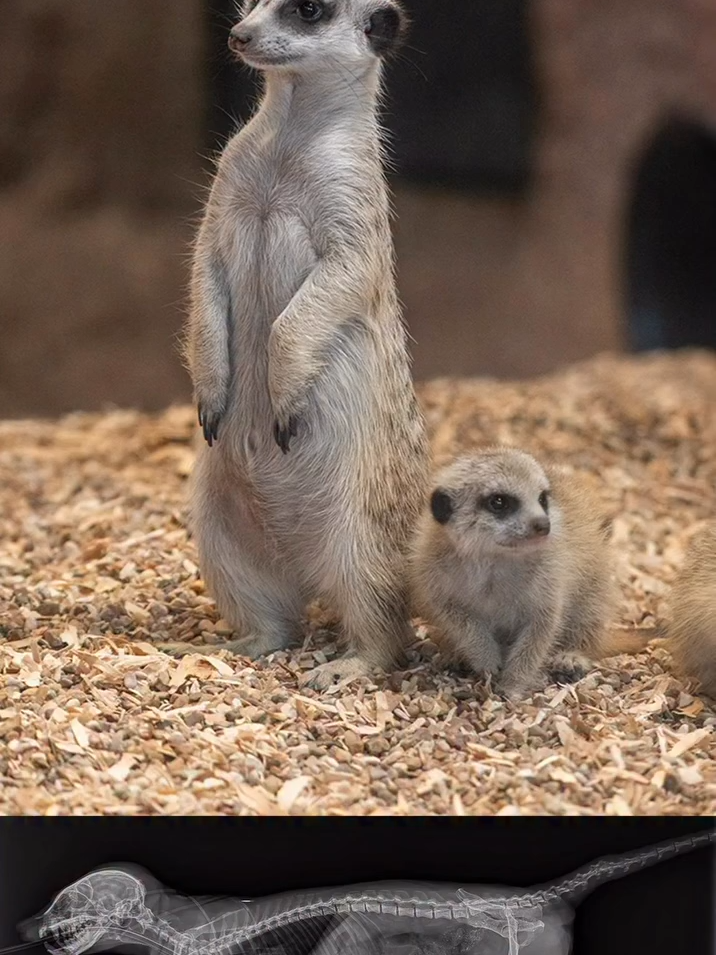 We asked our veterinary team to give us an inside look at some of our animals, and their not-so-spooky skeletons! 🦴👻 Veterinarians use radiographs (x-rays) to check on animal health and provide the best care possible. #animalcare #xray #radiography