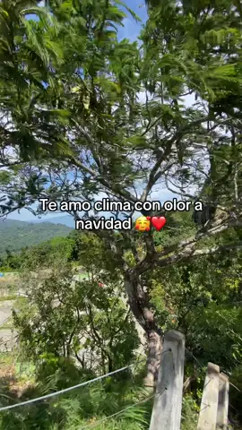 Que ricooo salir a la calle 😍😍😍 #navidad #navidadenelsalvador #elsalvador #Cumbia #2025 