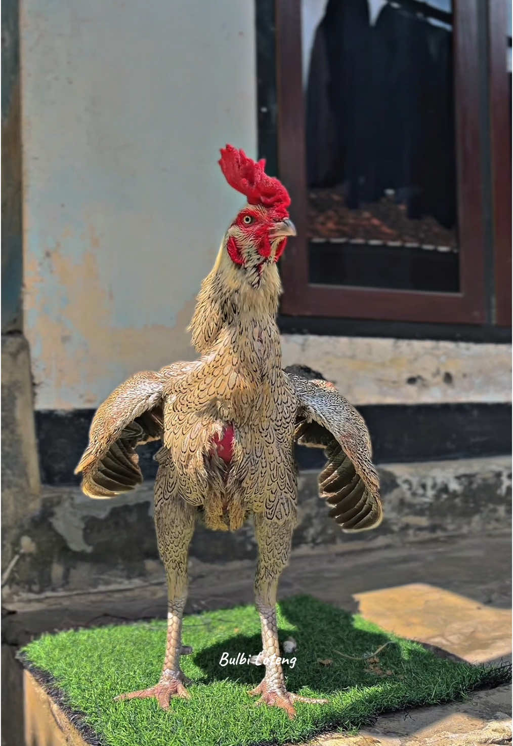 😍😍 #bulbiloteng #pyf #foryou #ayambulbilombok #masukberanda #viral 