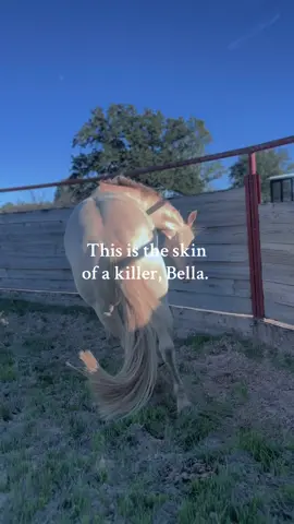 This is the skin of a killer, Bella. #happyhalloween #halloween #bella #twilight #horsevideo #twilighttiktok #twilightsparkle #edward #ruggedinwranglers #horsevideo #fypシ #fyp #foryou #foryourpage #foryoupage #aqha #quarterhorse #reininghorse #halloweenlook 