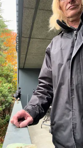 It’s time #loveanimals #birds #stellarjay #crow #pnw 