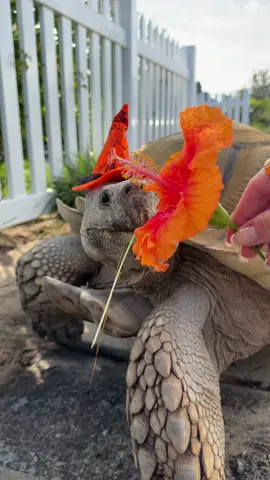 Happy Halloween xoxo Tiptoe 🧡