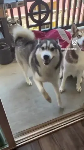 Dogs #dogsoftiktok #cherrue 