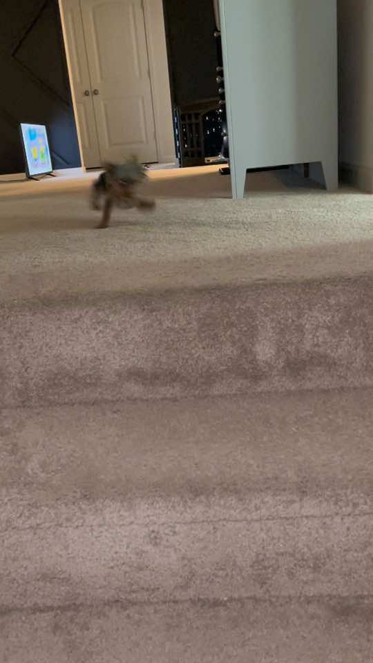 Mommy’s home… it’s time to play #yorkiemj #yorkietales #yorkietiktoks #yorkiepuppyatlantaf #funnyyorkie