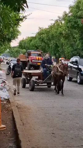 maicol mayer fue visto manejando carro de mula el 31 de octubre  #halloween #valledupar 