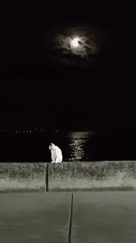 #ayışığı ı ✨🦋🦋 