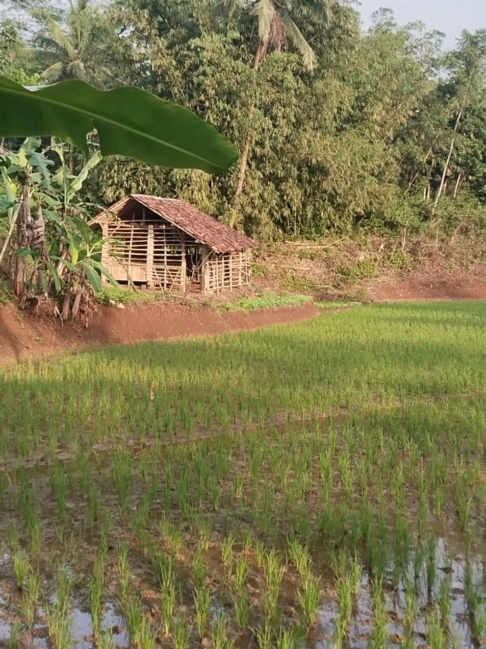 Alam yang tenang dan damai udara pagi yg sejuk, menambah syahdu suasana pagi di pedesaan #alampedesaan  #pesonaalampajampangan  #pemandanganalam  #sawah 