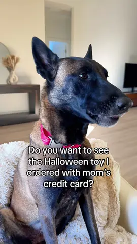 Happy Halloween!😎🐾