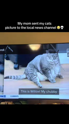 Guys I am working with the vet to help her lose weight😭😭 I adopted her obese HAHA. Love my mom. This got me.  #fluffycatwillow #fyp #fatcat #catsoftiktok #fox13news 