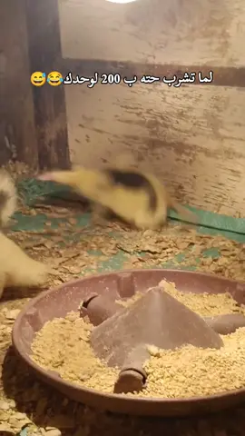 #لما_تشرب_حته_200لوحدك😂  #الترند_ع_طريقه_احنا😂😂 #الشعب_الصيني_ماله_حل😂✌️ #اكسبلور#foryoupage 