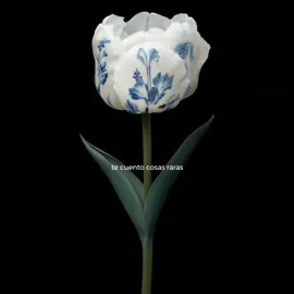 Te cuento cosas raras, tal vez sean cosas que no entiendas o a veces no te importen, así como la extraña fascinación con molestarte porque al final te hago reír. No quiero saber el porqué del pelaje de los gatos, porque sueltan pelo o porqué duermen tanto, pero quiero saber si eso te interesa a ti. Tal vez que tipo de música te acelera el corazón, o que letras sientes hasta los huesos como una inyección. . . . . . #ideavilariño #poesia #amor #Love #poetry 