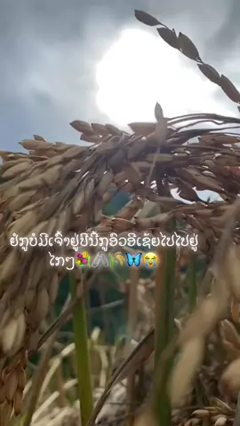 #เทรนด์วันนี้ #ເສຍໃຈທີ່ສຸດ😭😭 