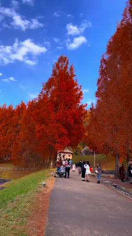 chờ hết hè để đợi thu đến#japan #tiktok #xuhuong #おすすめ #秋 