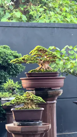 Father & Son 🫰🏻🥰 #premnamicrophylla 