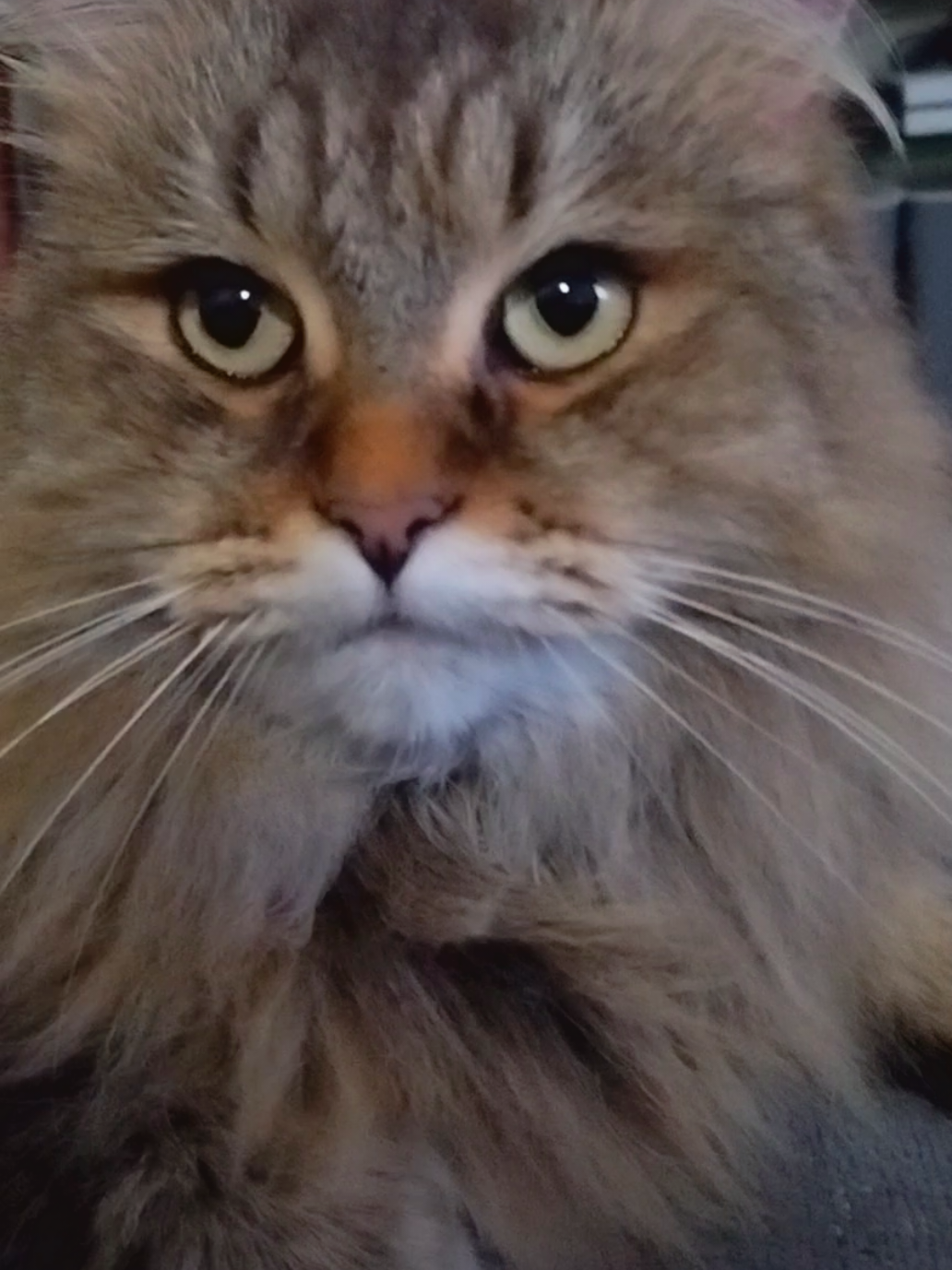 I love how she always replies 😂🥰 #siberianforestcat #siberiancat #siberiancatsoftiktok #fluffycat #ilovemyfurbabies 