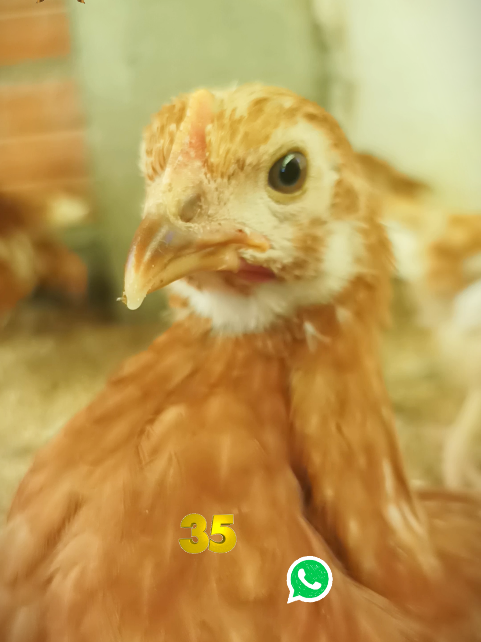 Hermosas #Ponedoritas en #LaPaz #paratiiiiiiiiiiiiiiiiiiiiiiiiiiiiiii #pollitos #Senkata 