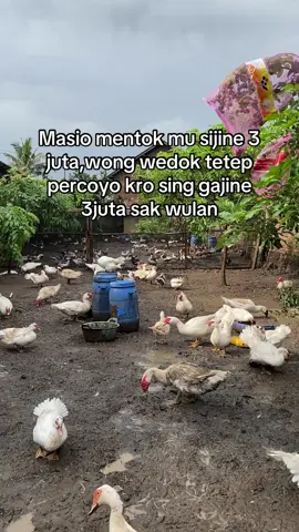 🥺😔#yulifarm #peternakmudaindonesia🇮🇩🇮🇩🇮🇩 #muscovyducktemanggung #foryoupage #temanggung24jam 