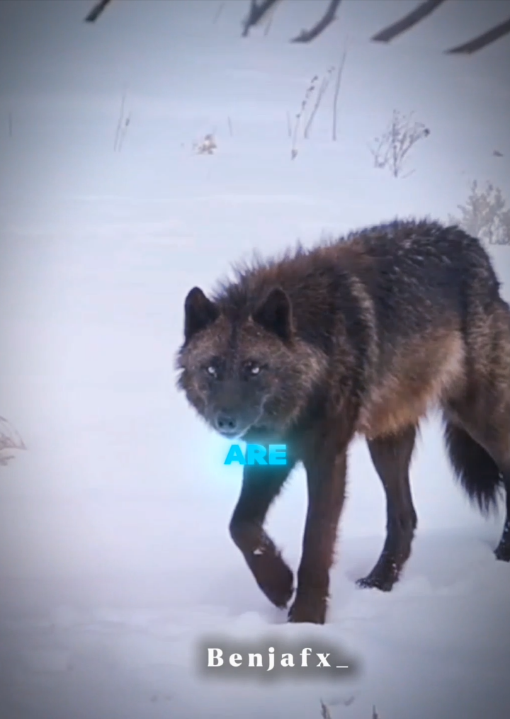 happy halloween 🎃 ||| Wolves 🐺 |||              #wolfedit #wolftiktok #llobosolitario #wolf #animalsedit 