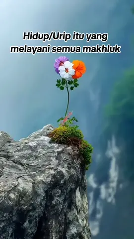 #gusmukhlasonrosyid #ponpesjayabaru #fypシ゚viral 