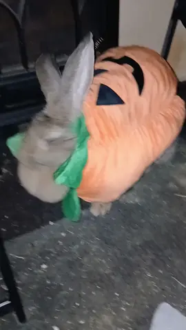 hoppy halloween!! #fyp #flemishgiant #rabbitsoftiktok #pethalloweencostume #halloween 