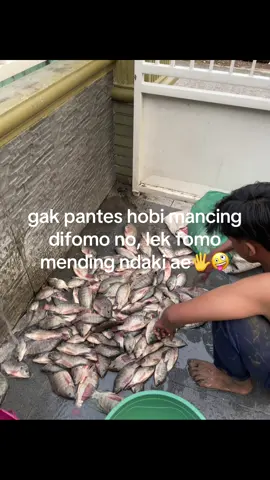 baper? #pemancingfomo #mancingfomo #rilisanlele #mancingkolam #fomo 