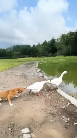 ไม่นะจะดึงเราทำไมอ่ะเราจะลงไปเล่นน้ำนะ #คลิปตลกคลิปฮา #ความตลกของหมาของเป็ดของห่าน #จะดึงฉันทำไมจะดึงทำไม #เทรนรั้งยังวันนี้ 