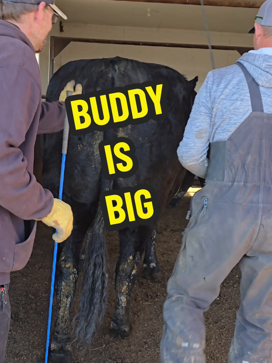 Buddy the pet steer is pretty big. Next year he will be pushing 3000 pounds. Imagine the size of steaks he has. #pet #cow #steer #animals 
