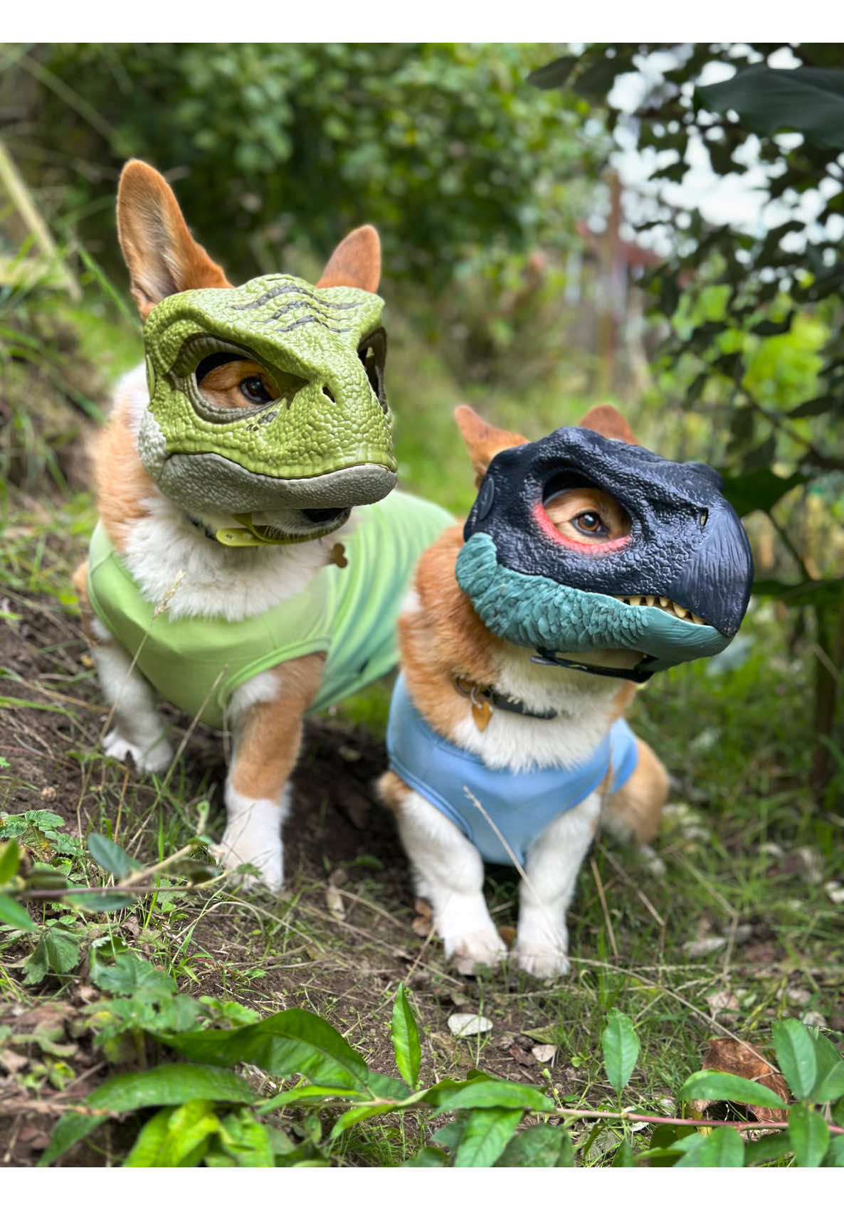Welcome to Jurassic Bark 🦖🦕🌴 #happyhalloween #jurassicbark #corgis #captainandtony #dinosaurmask 
