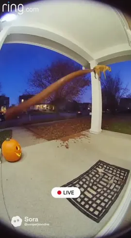 #dog #ai #fyp #sora #dookie 