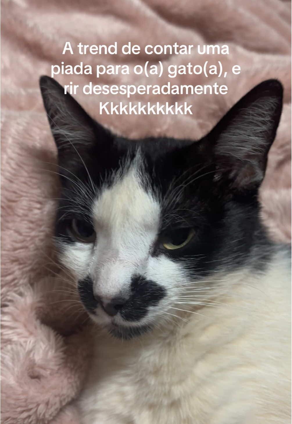 Valei-me minha nossa senhora! #trend #gatos #viraltiktok #trendcat #mainecat 