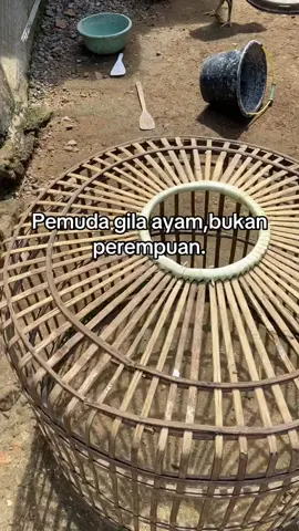 Peternak muda #ayam #ayambangkok #ayambangkoksuper #ayambangkokindinesia #peternakmuda 