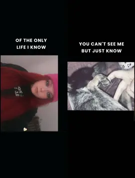 I miss my babygirl Tracie 🥺🤍