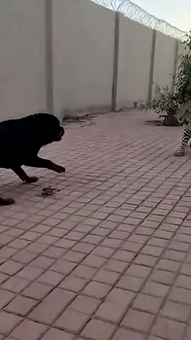 Rottweiler Battles Leopard to Protect His House in a Deadly Fight A leopard breaks into a house compound, but the Rottweiler refuses to back down. The dog attacks head-on, growling and biting to protect his territory.#dog#animals 