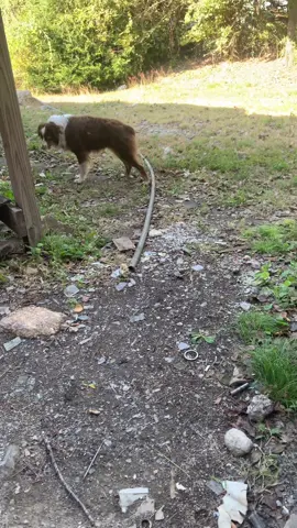 #Dog #mascotas #help #mydog 