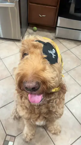 #goldendoodle #fyppppppppppppppppppppppp 