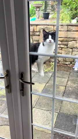 Rocky’s way of getting our attention #cat  #funnycat 