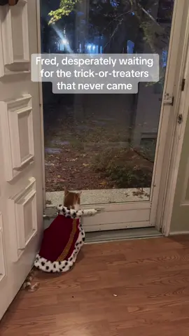 Poor Fred. He just wanted to show off his baby king fit 😭🐈. . . . #orangecat #funnycat #catsofttiktok 